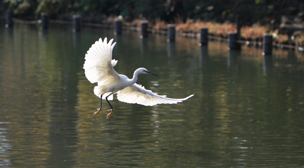 洗足池の白鷺(コサギ)飛翔