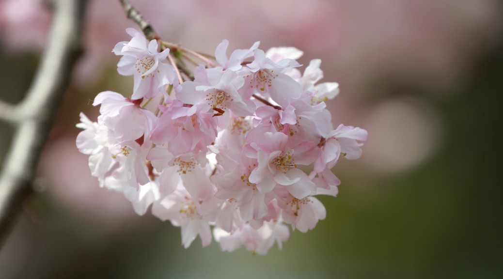 桜の季節-2013その2