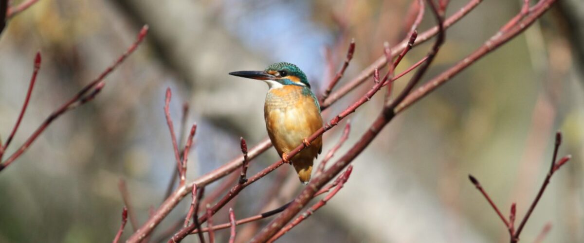 東京近郊の野鳥さん