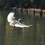 洗足池の白鷺(コサギ)飛翔