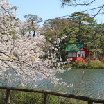 洗足池、桜満開！