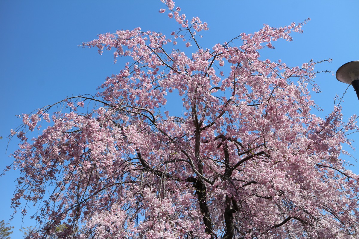 洗足池の桜