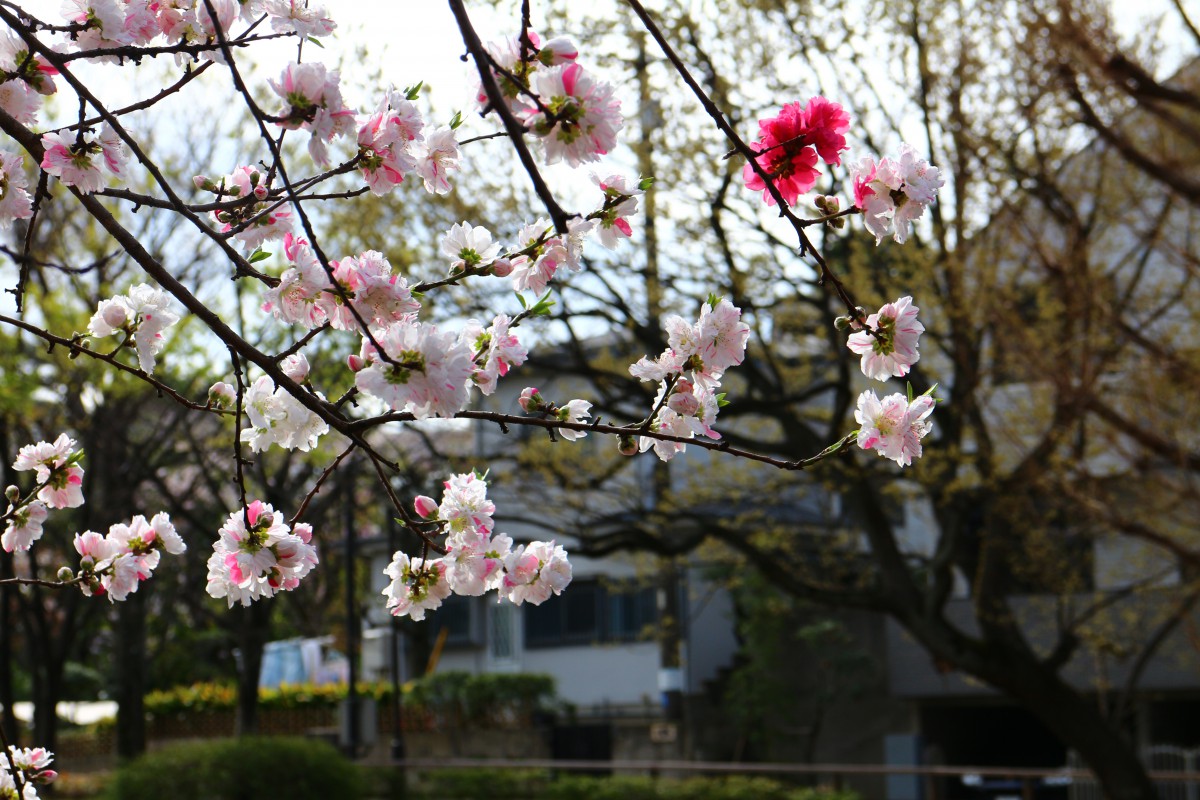 洗足池の桜