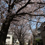 洗足流れの桜