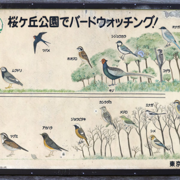 桜ヶ丘公園の野鳥