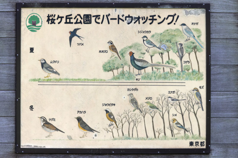桜ヶ丘公園の野鳥