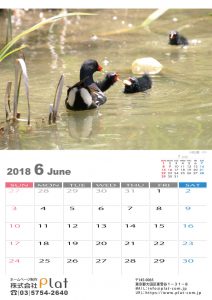 2018年の野鳥カレンダー