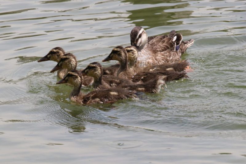 小池公園のカルガモ