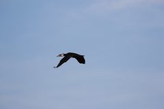 大田区立小池公園のカワウの飛翔