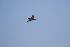 大田区立小池公園のカワウの飛翔