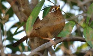 ガビチョウ初撮り！