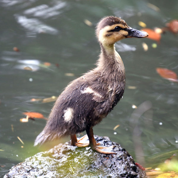 洗足池のカルガモ