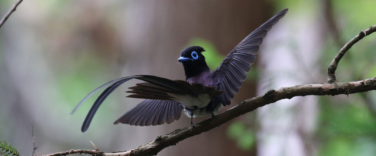 東京近郊の野鳥さん