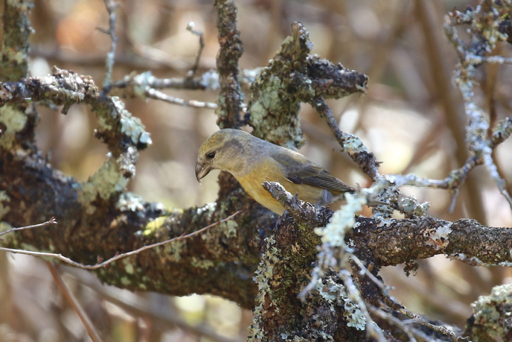 西湖野鳥の森公園のイスカ 東京近郊の野鳥撮影日記 西湖野鳥の森公園のイスカ 東京近郊の野鳥撮影日記