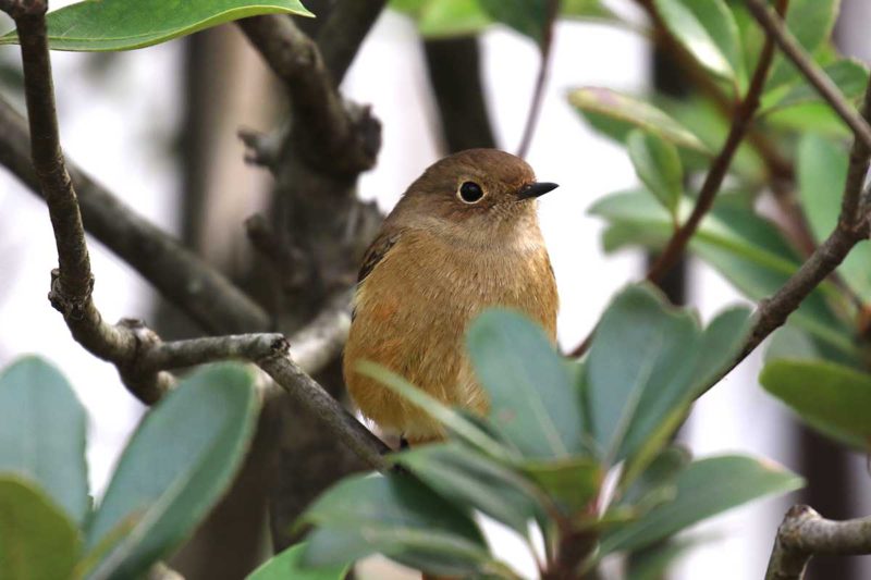 小池公園のジョウビタキ