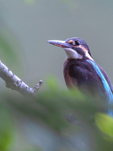 洗足池のカワセミ