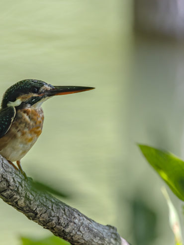 洗足池のカワセミ