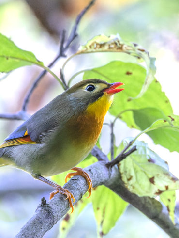 早戸川林道のソウシチョウ