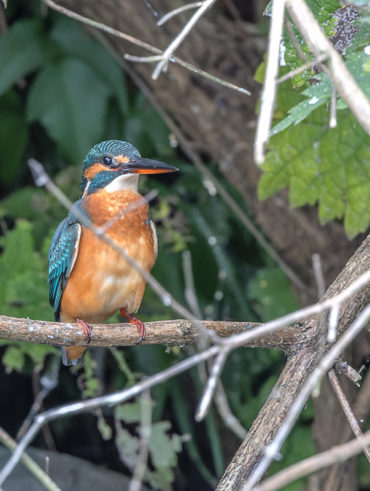 小池公園のカワセミ