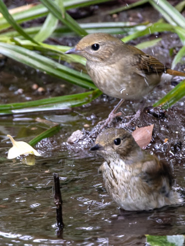 洗足池のキビタキ