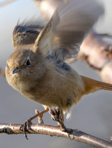 小池公園のジョウビタキ