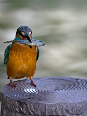 洗足池のカワセミ