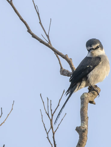 秋ヶ瀬公園のリュウキュウサンショウクイ