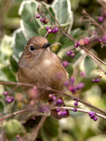 ムラサキシキブにジョウビタキ