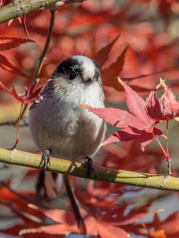 紅葉にエナガ