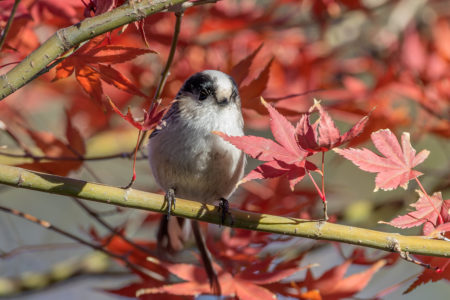 紅葉にエナガ