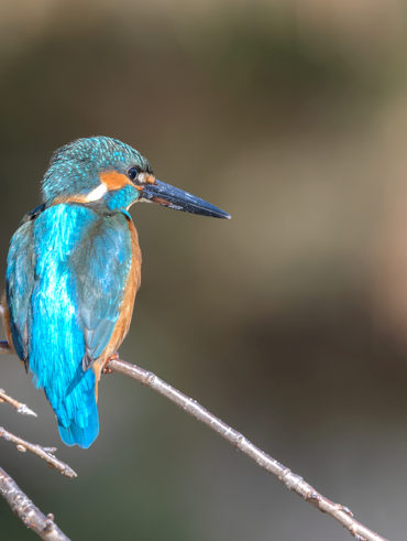 洗足池のカワセミ