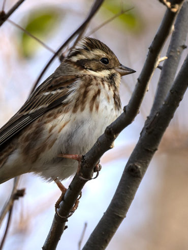 秋ヶ瀬公園のカシラダカ