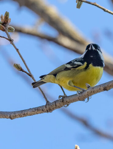 和田堀公園のキバラガラ