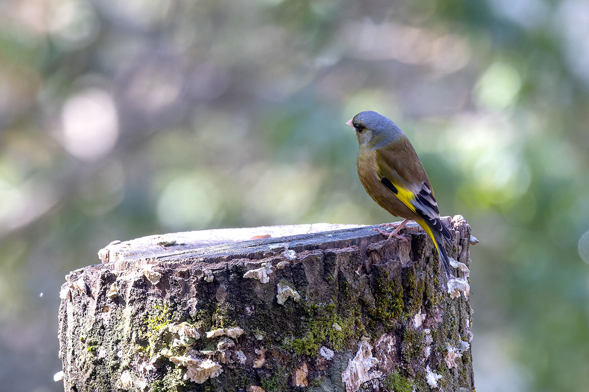 西湖 野鳥の森公園のカワラヒワ
