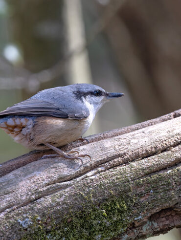 西湖 野鳥の森公園のゴジュウカラ