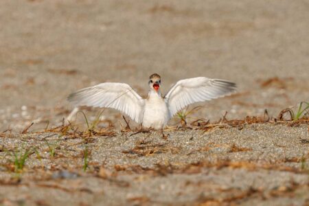 検見川浜コアジサシ保護区のコアジサシ幼鳥