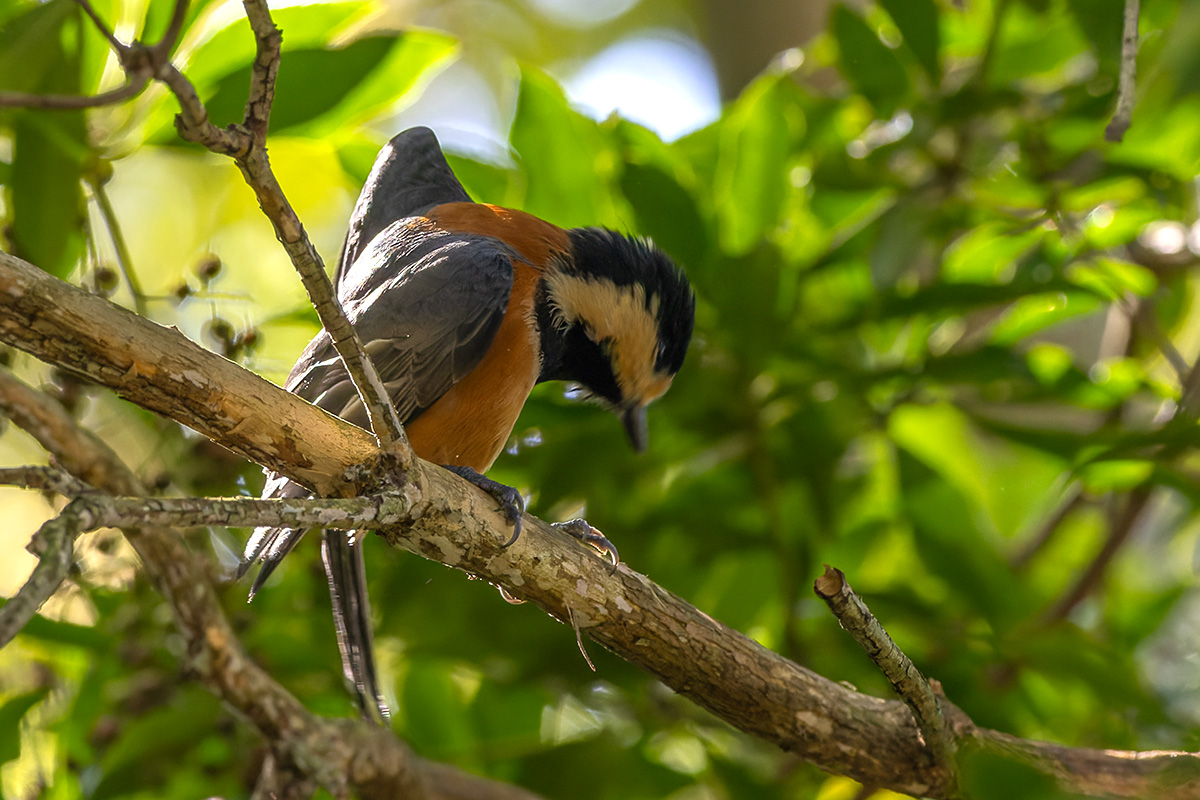 西湖 野鳥の森公園のヤマガラ