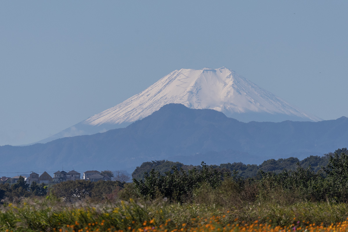 吹上コスモス畑からの富士山