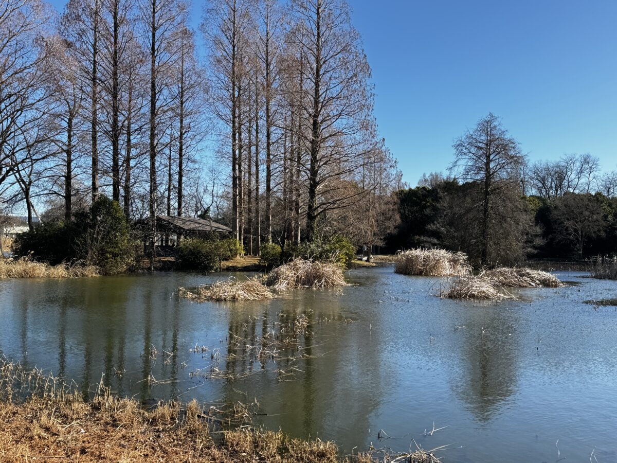 水元公園水生植物園