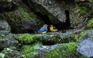 大洞の水場のオオルリとキビタキ