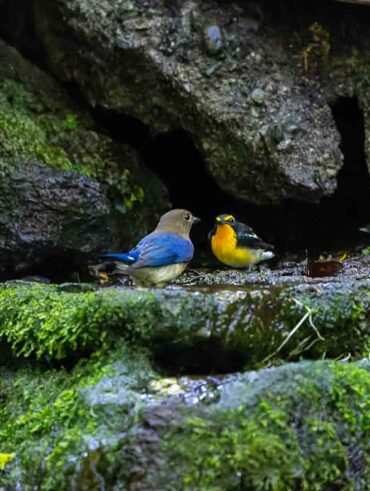 大洞の水場のオオルリとキビタキ