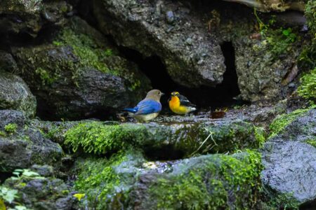 大洞の水場のオオルリとキビタキ