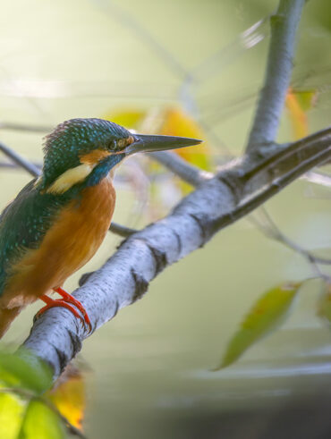 洗足池のカワセミ