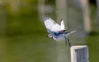 小池公園のハクセキレイ