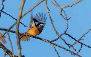 大石公園のジョウビタキ