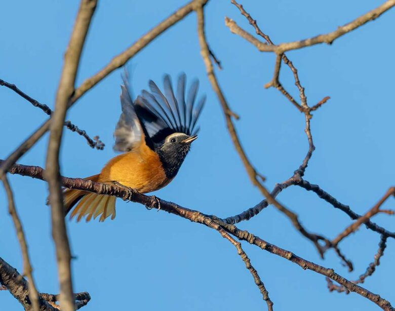 大石公園のジョウビタキ