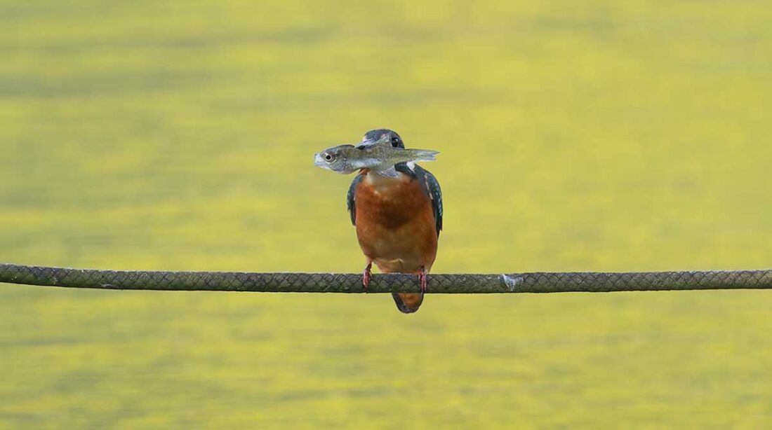 洗足池のカワセミ