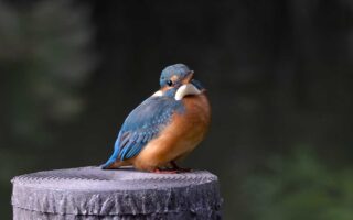 洗足池のカワセミ雌