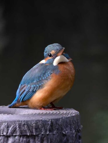 洗足池のカワセミ雌