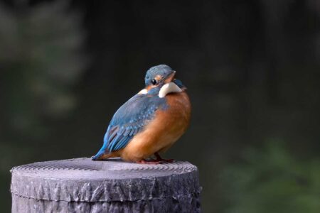 洗足池のカワセミ雌